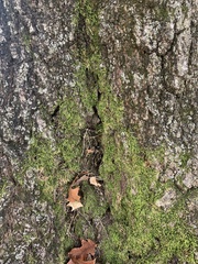 Claopodium rostratum