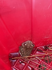 Osteopilus septentrionalis