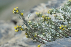 Artemisia genipi