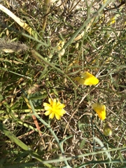 Launaea arborescens