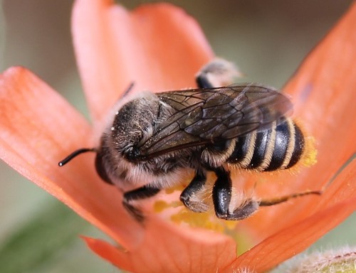 Orange-tipped Woodborer photo 3