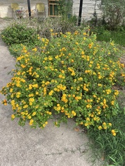 Lantana urticoides