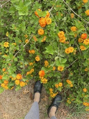 Lantana urticoides