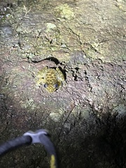 Amolops hongkongensis