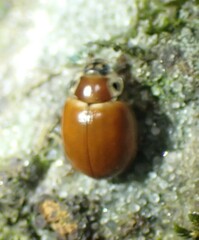 Myzia pullata
