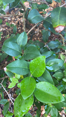 Ligustrum japonicum