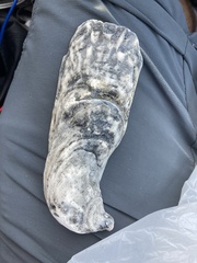 Crassostrea virginica