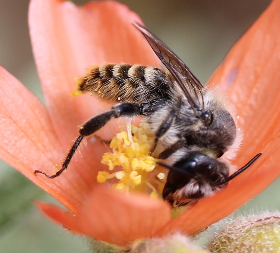 Orange-tipped Woodborer