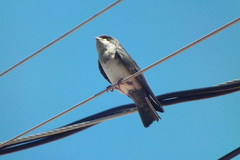 Pygochelidon cyanoleuca