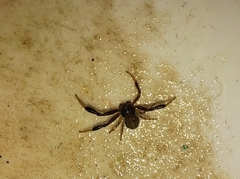 Misumenoides athleticus