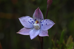 Rush-leafed Sun Orchid (Thelymitra juncifolia)