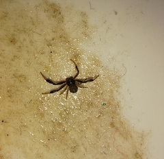 Misumenoides athleticus