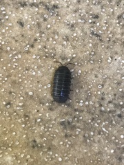 Armadillidium vulgare