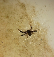 Misumenoides athleticus