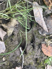 Capreolus
