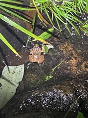 Quasipaa exilispinosa