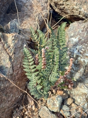 Paragymnopteris marantae