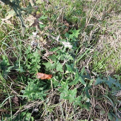 Cirsium ciliatum