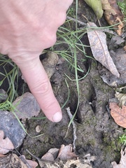 Capreolus