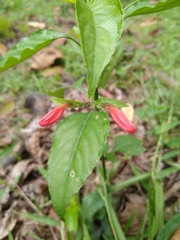 Ruellia brevifolia