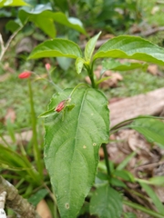 Ruellia brevifolia