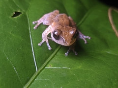 Pseudophilautus wynaadensis
