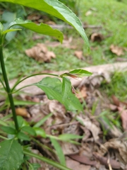 Ruellia brevifolia