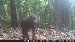 Mandrillus sphinx