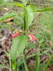 Ruellia brevifolia