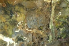 Cryptosula pallasiana