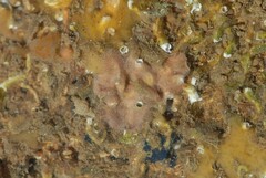 Schizomavella linearis