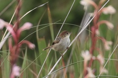 Cisticola tinniens