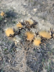 Carlina hispanica