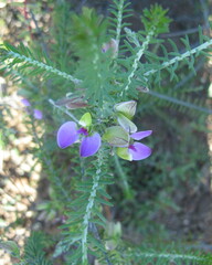 Polygala teretifolia