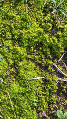 Syntrichia ruralis