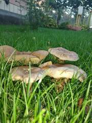 Paxillus cuprinus
