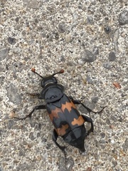 Nicrophorus