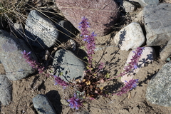 Dracocephalum nutans