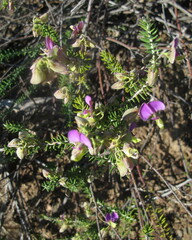 Polygala teretifolia