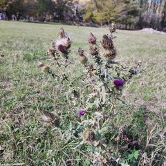 Cirsium ciliatum