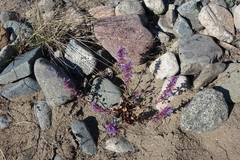 Dracocephalum nutans