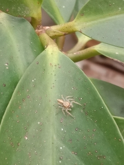 Menemerus bivittatus