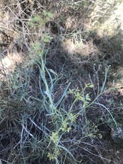 Bupleurum fruticescens