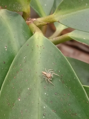 Menemerus bivittatus