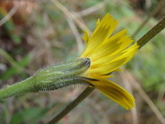 Leontodon hispidus