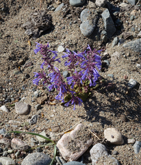 Dracocephalum nutans