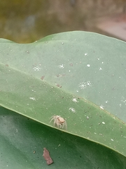 Menemerus bivittatus