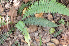Blechnum punctulatum
