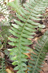 Blechnum punctulatum
