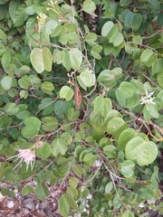 Bauhinia divaricata